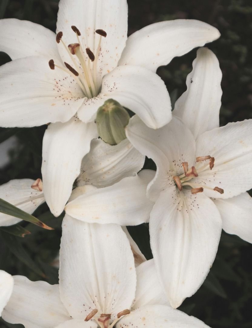 White_Lilies.jpg